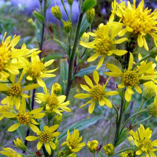 solidago-virgaurea.jpg