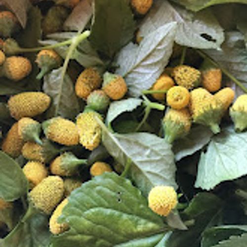spilanthes-oleracea.jpg