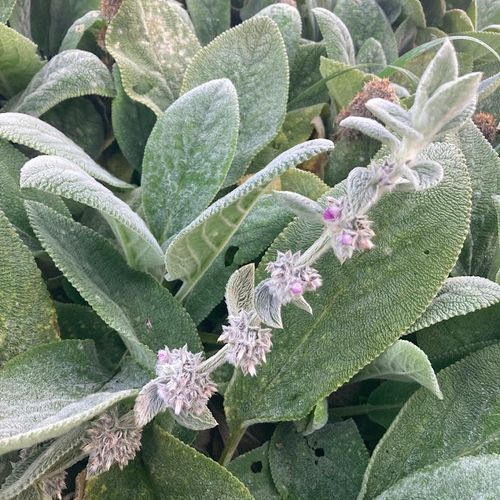 stachys-byzantina.jpg