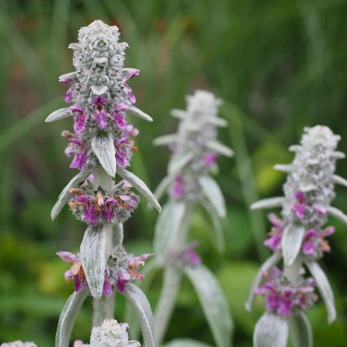 stachys-byzantina_2.jpg