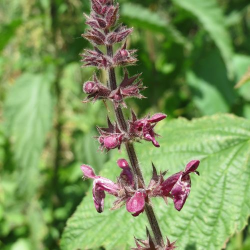 stachys-sylvatica.jpg