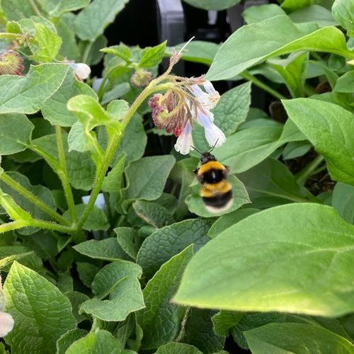 symphytum-grandiflorum-hidcote-blue_2.jpg