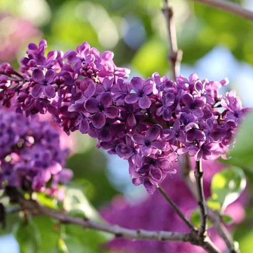 syringa-vulgaris.jpg
