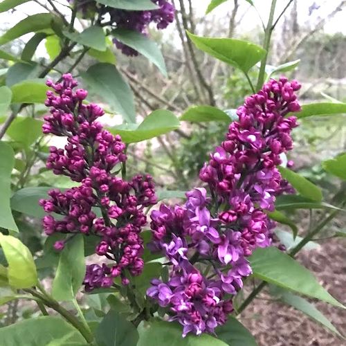 syringa-vulgaris_2.jpg