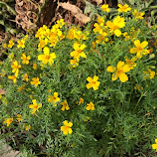 tagetes-tenuifolia-lemon-gem.jpg