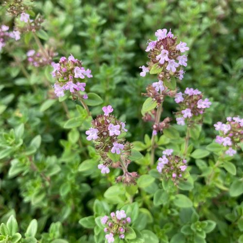 thymus-citriodorus.jpg