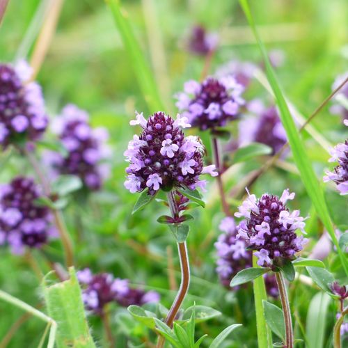 thymus-pulegioides.jpg