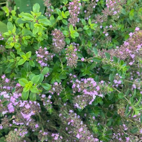 thymus-pulegioides_2.jpg