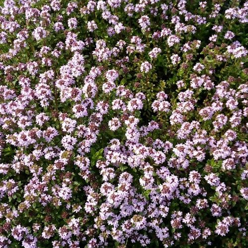 thymus-serpyllum.jpg