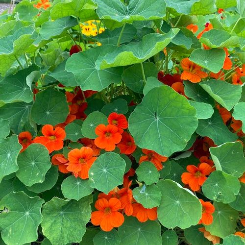 tropaeolum-majus.jpg