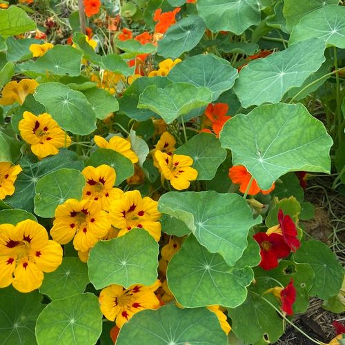 tropaeolum-majus_2.jpg