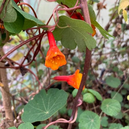 tropaeolum-tuberosum.jpg
