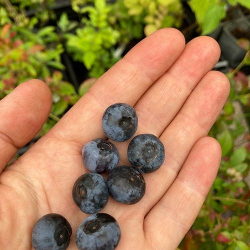 vaccinium-corymbosum-blue-dessert_2.jpg