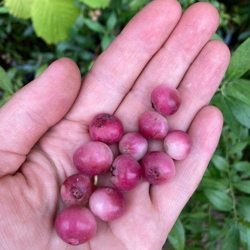 vaccinium-corymbosum-pink-lemonade_2.jpg
