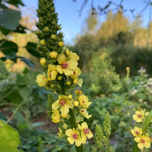 verbascum-nigrum.jpg
