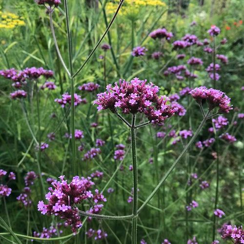 verbena-bonariensis.jpg