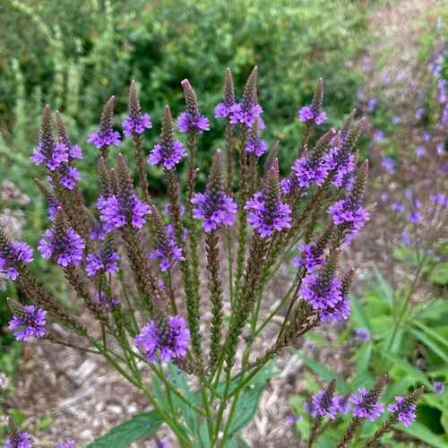verbena-hastata.jpg
