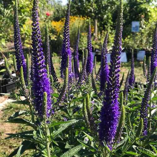veronica-longifolia.jpg
