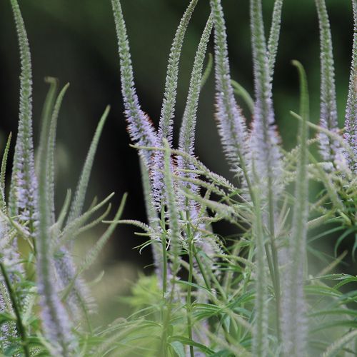 veronicastrum-virginicum.jpg