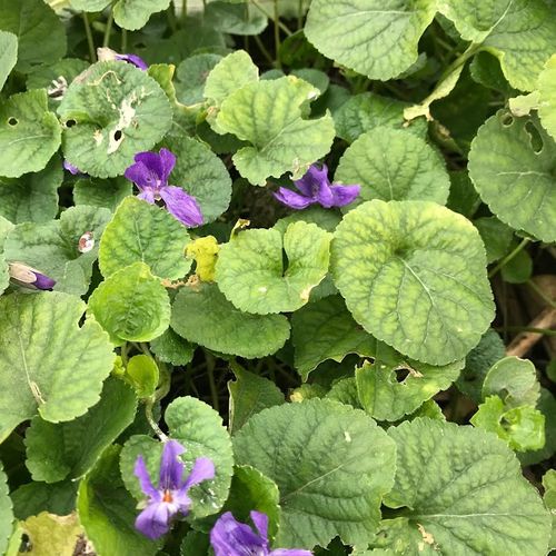 viola-odorata.jpg