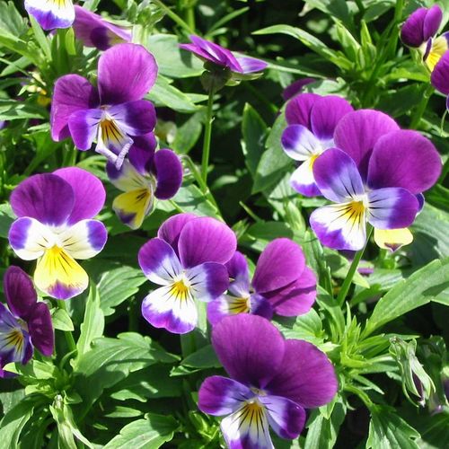 viola-tricolor.jpg