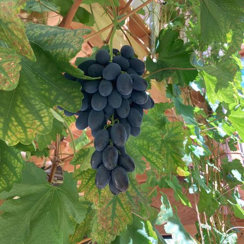 vitis-vinifera-kodrianka_2.jpg