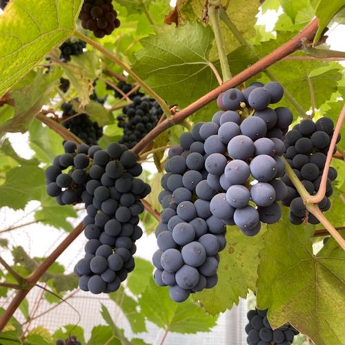 vitis-vinifera-noir-hatif-de-marseille_2.jpg