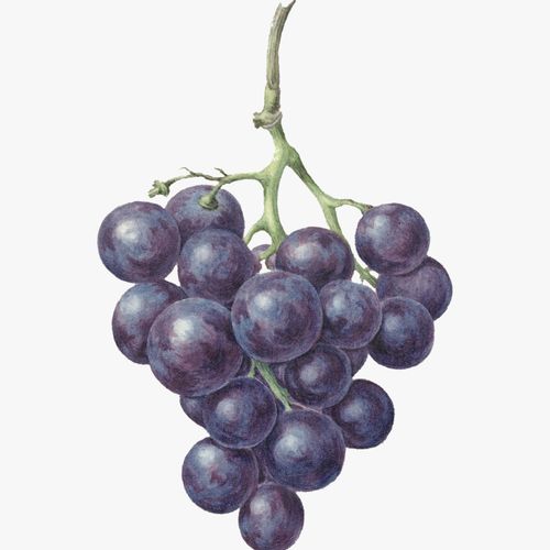 vitis-vinifera-ontario.jpg