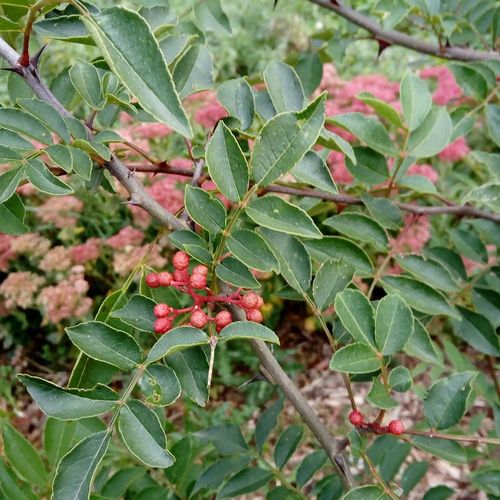 zanthoxylum-armatum.jpg